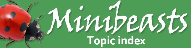 Minibeasts teaching resources