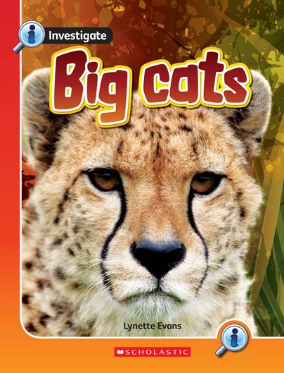 Investigate: Big Cats x 6