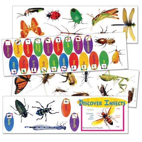 Discover Insects Bulletin Board Set