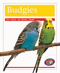 Budgies (PM Non-fiction) Levels 15, 16