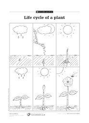 Life cycle of a plant