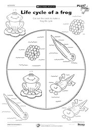 Life cycle of a frog