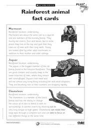Rainforest fact cards
