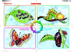 Life cycle of a butterfly - poster