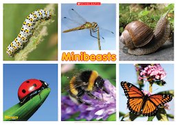 Minibeasts - minibeasts poster