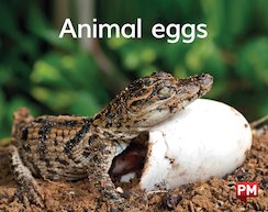 Animal Eggs (PM) Level 2