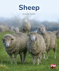 Sheep (PM Non-fiction) Levels 20/21