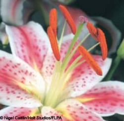 Lily Lily
