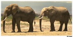 elephants elephants
