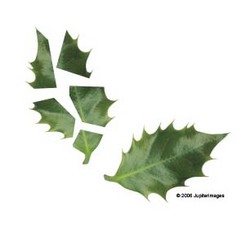Exploding leaf Exploding leaf