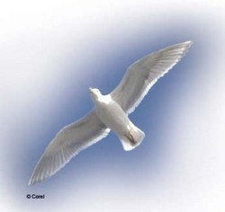 bird bird