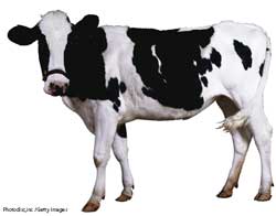 os18040-cow.jpg os18040-cow.jpg
