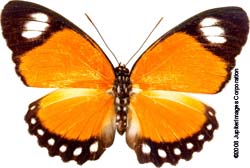 Butterfly Butterfly