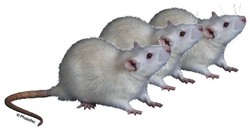 Three blind mice Three blind mice