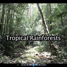 Rainforests video