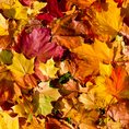 Autumn poems and activities