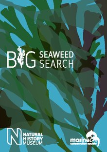 The Big Seaweed Search guide