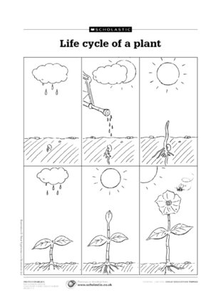 Life cycle of a plant - Scholastic Shop