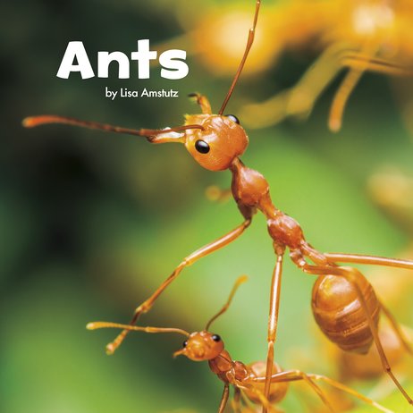Little Creatures: Ants