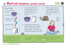 Mark and recapture garden snails