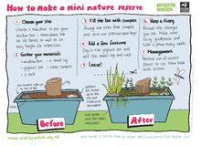 How to make a mini nature reserve