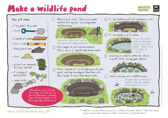 Make a wildlife pond - Scholastic Shop