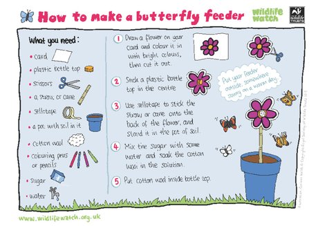 How to make a butterfly feeder How to make a butterfly feeder