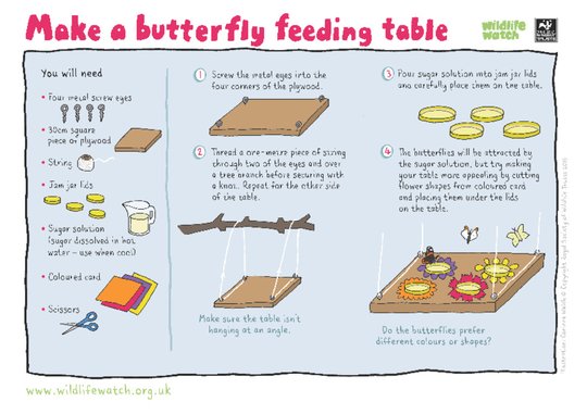 Build a butterfly feeding table