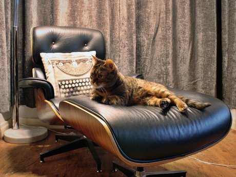 Where I Write - Gabrielle Kent. Writing Chair and Cat Where I Write - Gabrielle Kent. Writing Chair and Cat