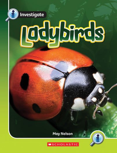 Investigate: Ladybirds x 6
