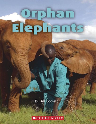 Connectors Orange: Orphan Elephants x 6
