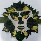 Green Man face