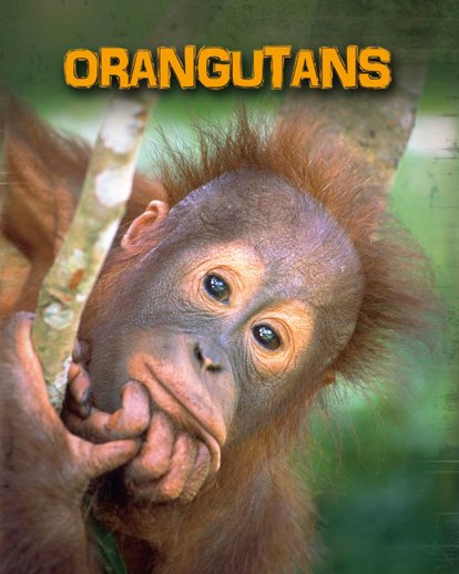 Living in the Wild: Primates - Orangutans