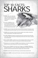 Shark Adventure: Top Ten Shark Facts