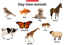 Day-time animals