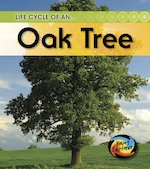 Young Explorer: Life Cycle of an Oak Tree