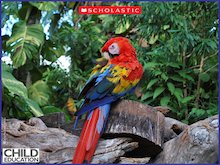 Peru rainforest – photo slideshow
