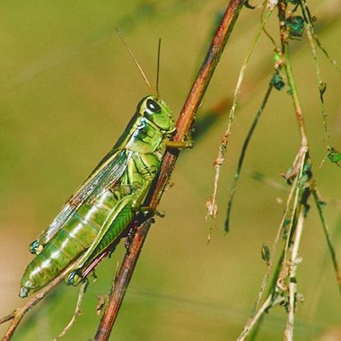 Grasshopper Grasshopper