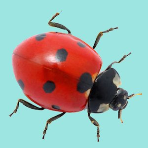 Ladybird Ladybird