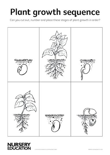 Plant growth sequence – Early Years teaching resource - Scholastic