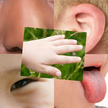 The five senses – Primary KS1 teaching resource - Scholastic