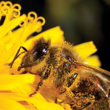 Bee closeup Bee closeup