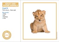 Adult and young animals circle-time cards