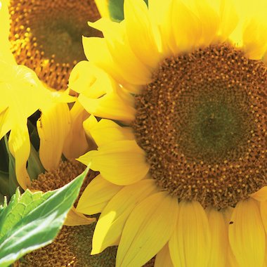 Sunflowers Sunflowers