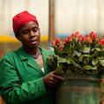 Worker at a flower farm in Nairobi
