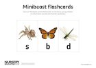 Minibeast flashcards