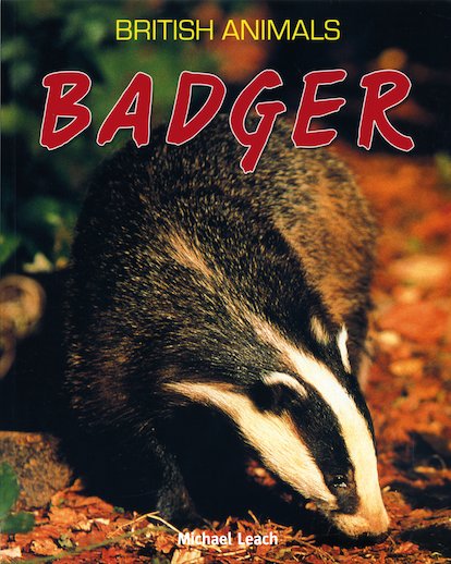 British Animals: Badger
