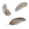 Selection of feathers