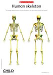 Human skeleton (1 page)