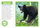 Bears circle-time cards